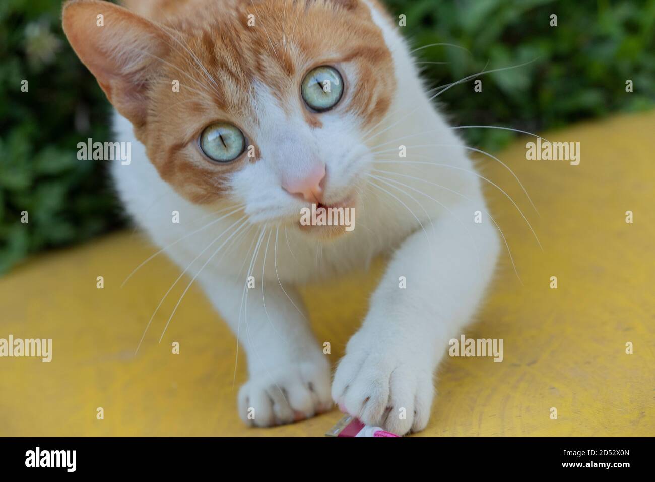 Curioso gatto giocoso con occhi verdi e sfondo sfocato Foto Stock