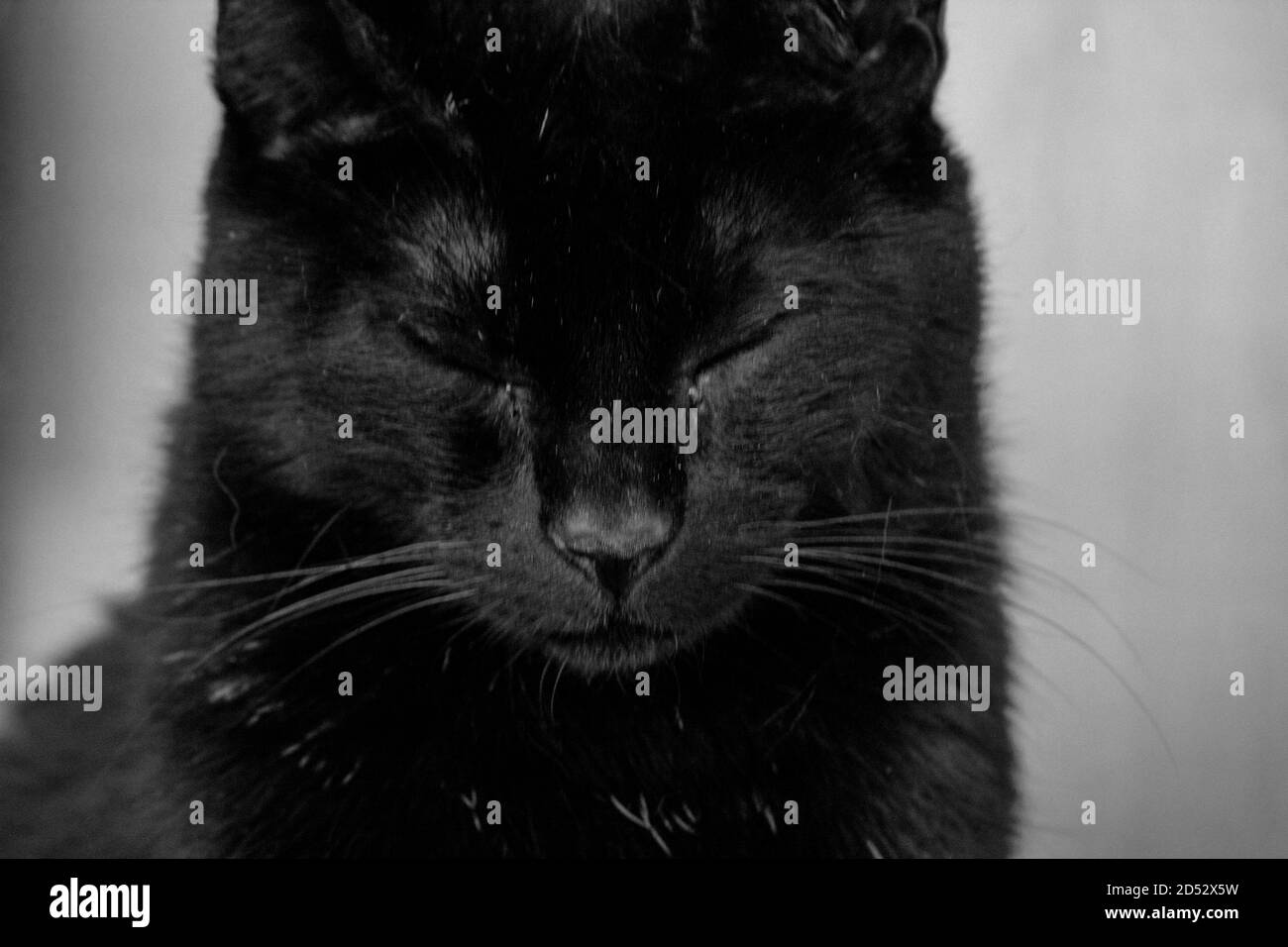 Gatto nero isolato su sfondo grigio Foto Stock