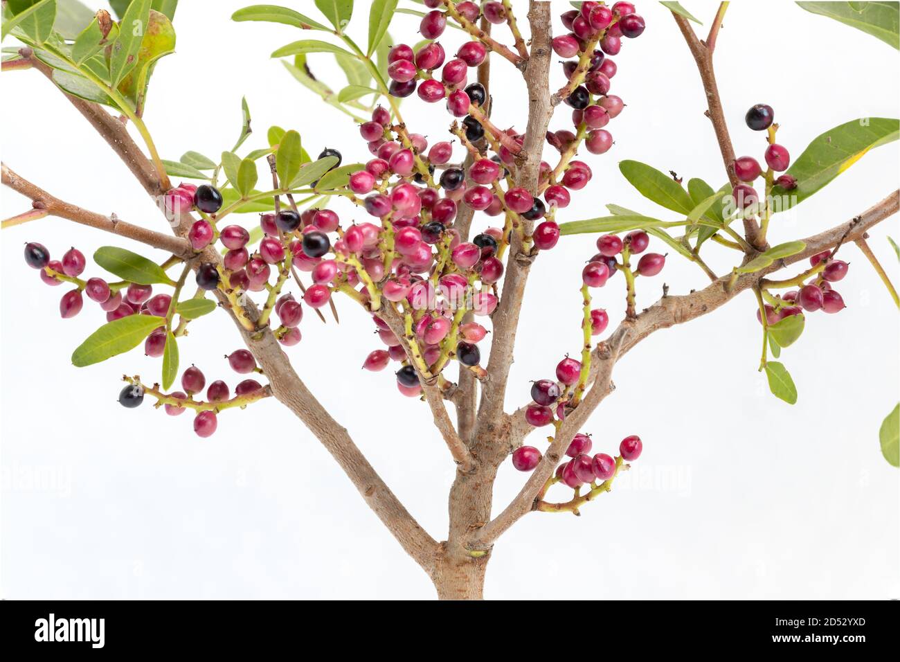 Il lentisco di Pistacia L, comunemente noto come lentisco o mastice, è un arbusto sempreverde dioecioso o un piccolo albero del genere Pistacia, che cresce fino a 4 m di altezza Foto Stock