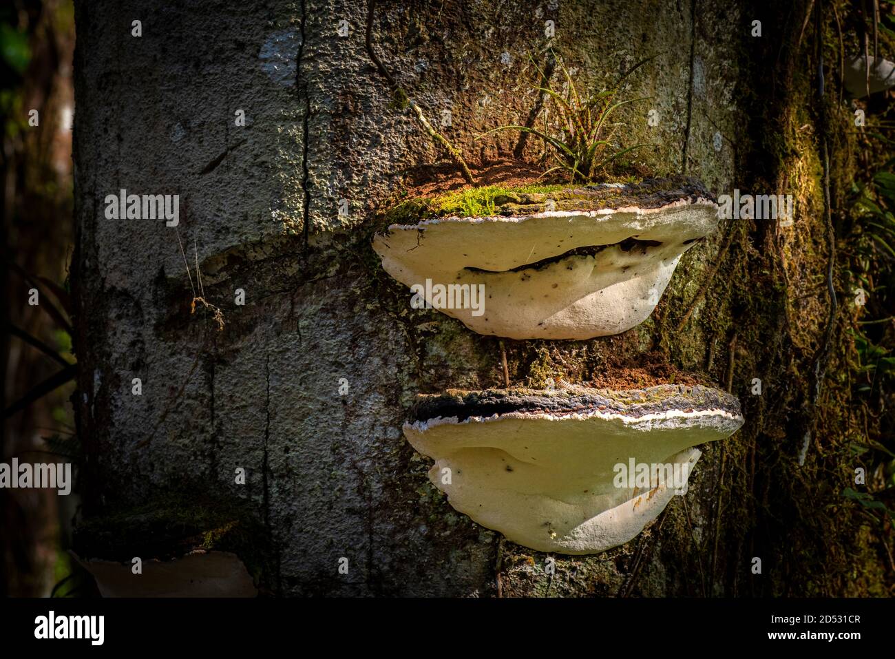 Funghi scaffale su un albero nella foresta di nubi di Panama Foto Stock