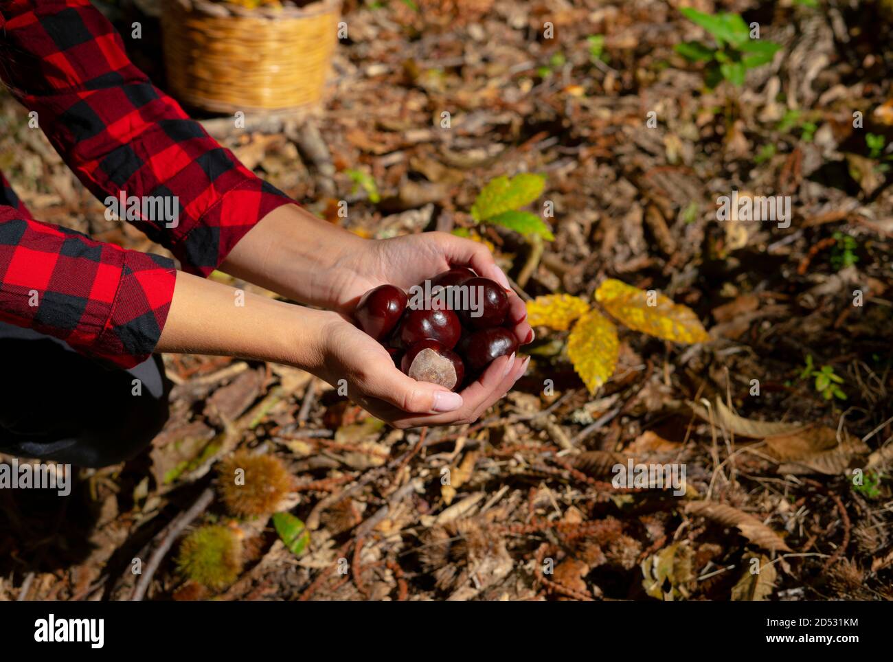 Donna che tiene castagne per cavalli e un cesto di castagne nei boschi, castagne sarde, castagne motte, aritzo Foto Stock