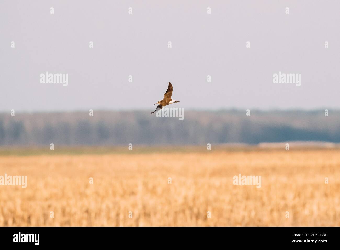 Bielorussia. Green Sandpiper - Tringa Ochropus volare nel cielo di primavera. Piccolo Wader - Shorebird Foto Stock