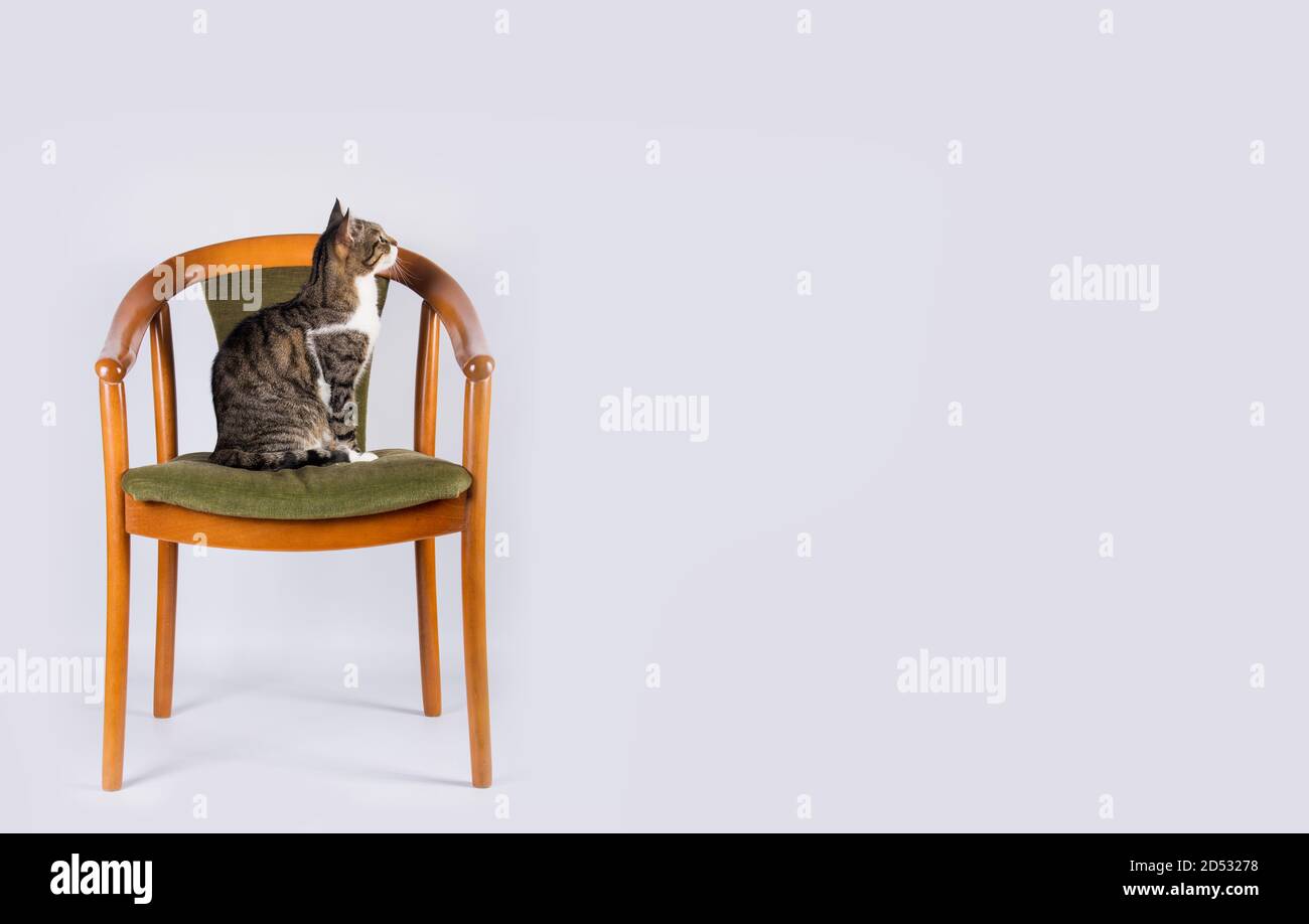 Gatto bello e carino seduto e guardando su una vecchia sedia unica, isolato su uno sfondo bianco parete. Foto Stock
