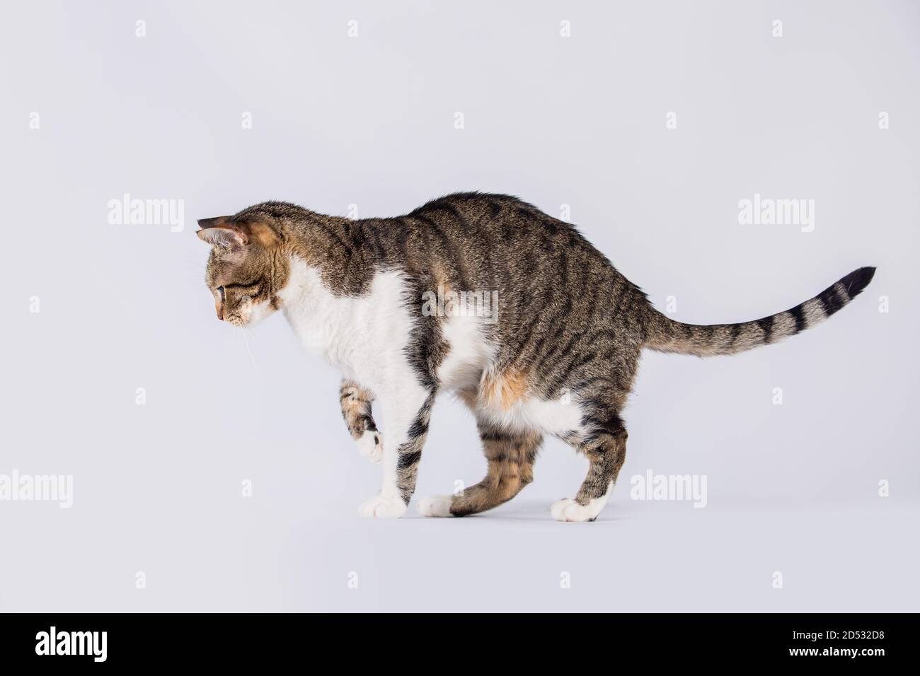 Vista laterale profilo di curioso gatto a strisce e guardando in basso attento isolato su sfondo bianco con spazio di copia. Foto Stock