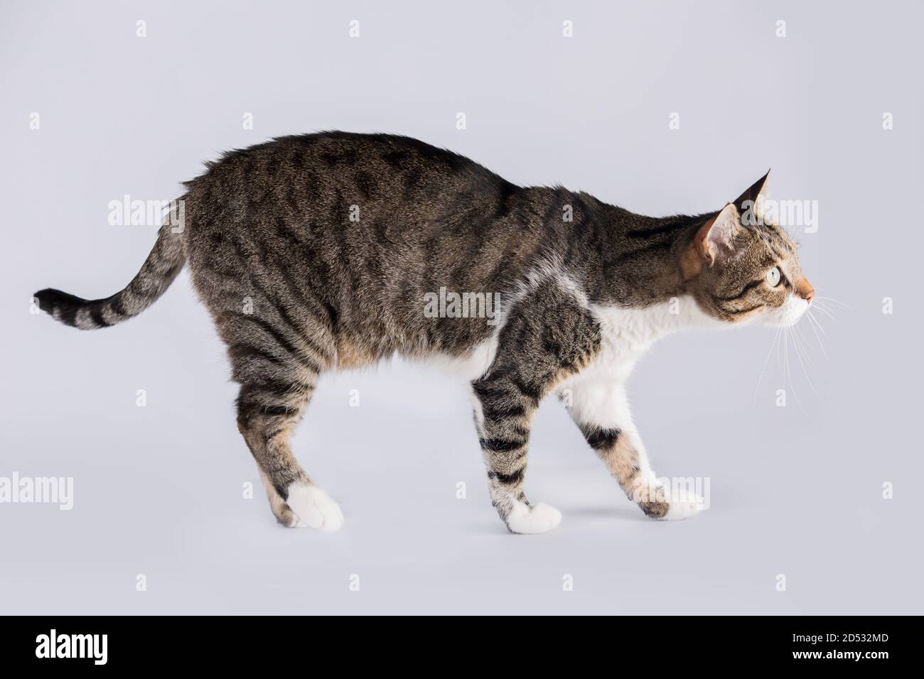 Vista laterale profilo di curioso gatto a strisce e guardando in basso attento isolato su sfondo bianco con spazio di copia. Foto Stock