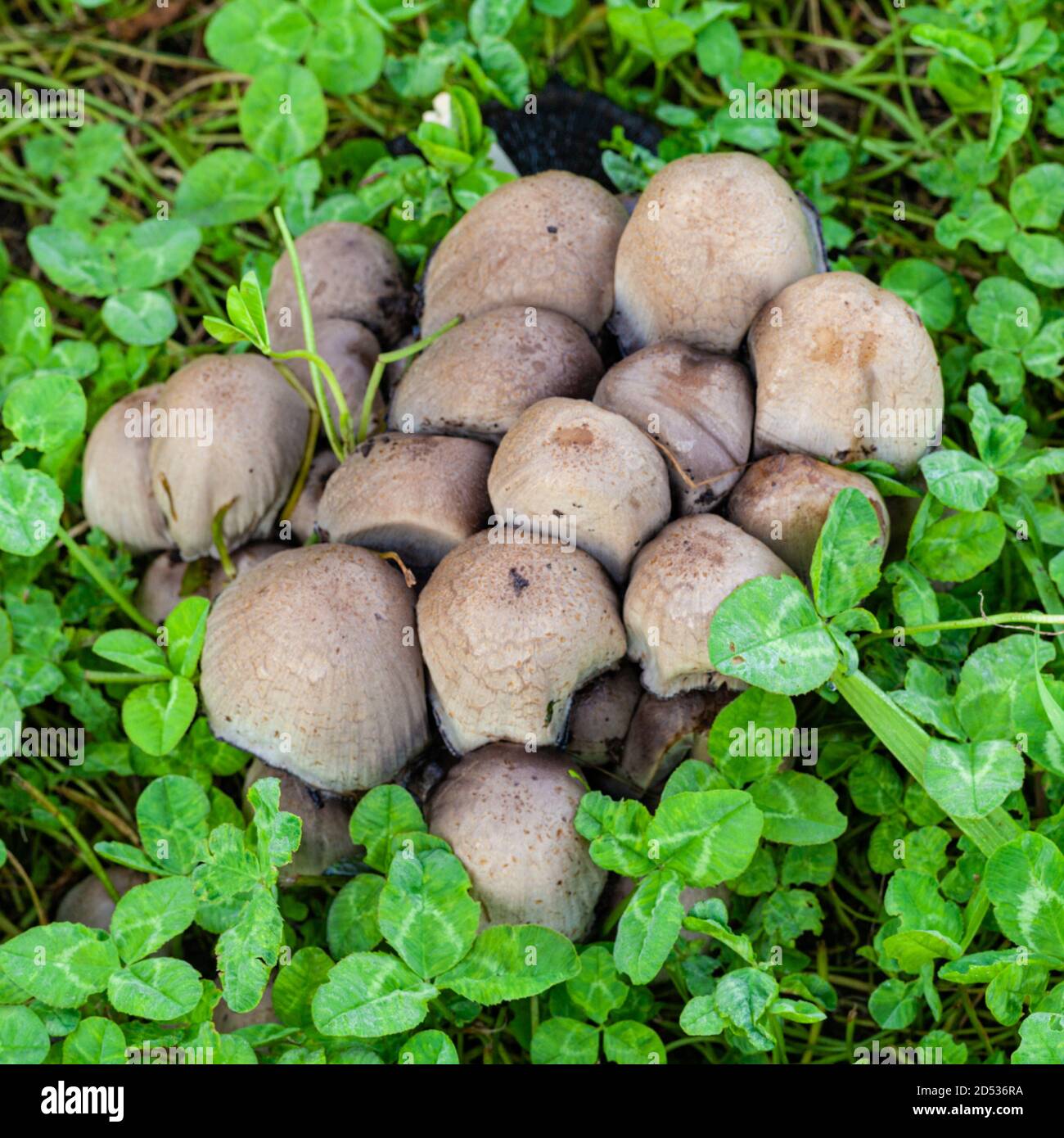 Grappolo di funghi che cresce tra un letto di Clover lungo Il lungomare di Steveston nella British Columbia Canada Foto Stock