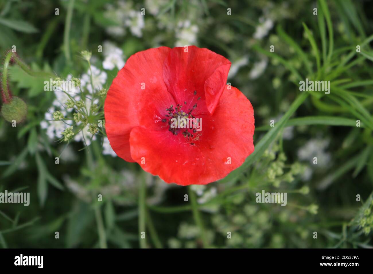 Papavero rosso preso a Trentham Gardens Foto Stock