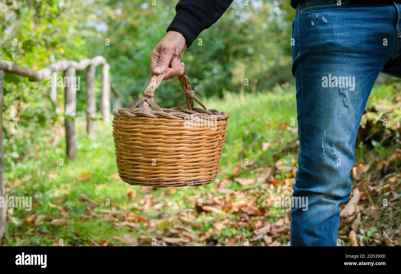 Uomo che tiene un cesto di castagne nei boschi, castagne sarde, aritzo Foto Stock