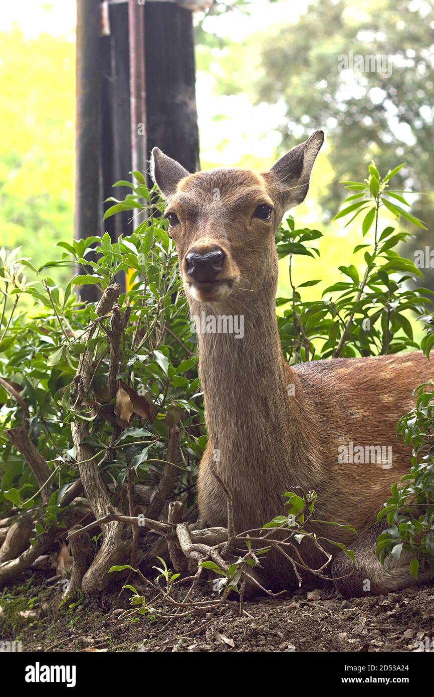 Cervi seduti all'angolo della strada a Nara, Giappone Foto Stock