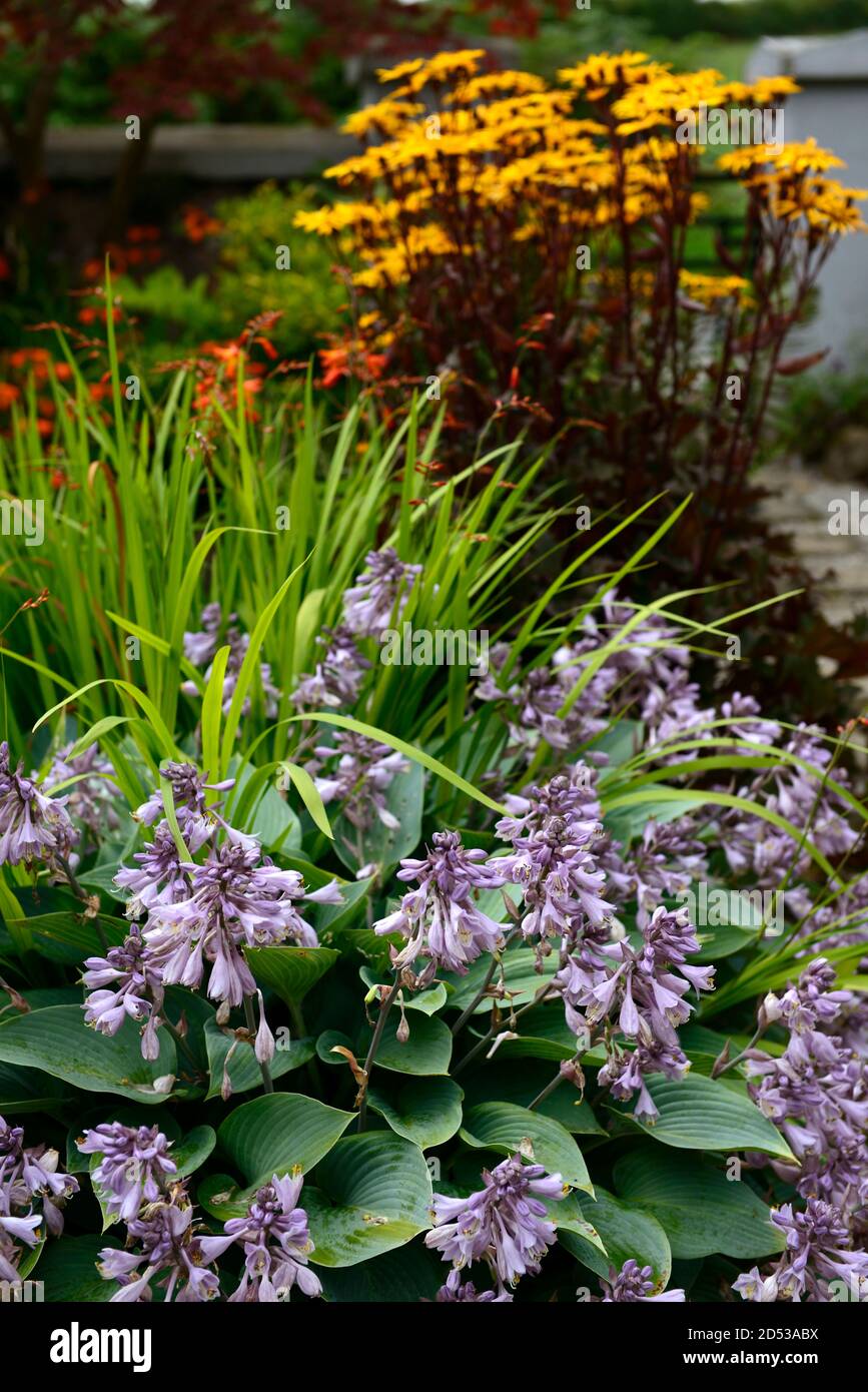 hosta sieboldiana var elegans, foglie verdi blu, fiori lilla, fioritura, foglia, fogliame, ombra, ombreggiato, ombreggiato, giardino, ligularia, fiori gialli, plantin misto Foto Stock