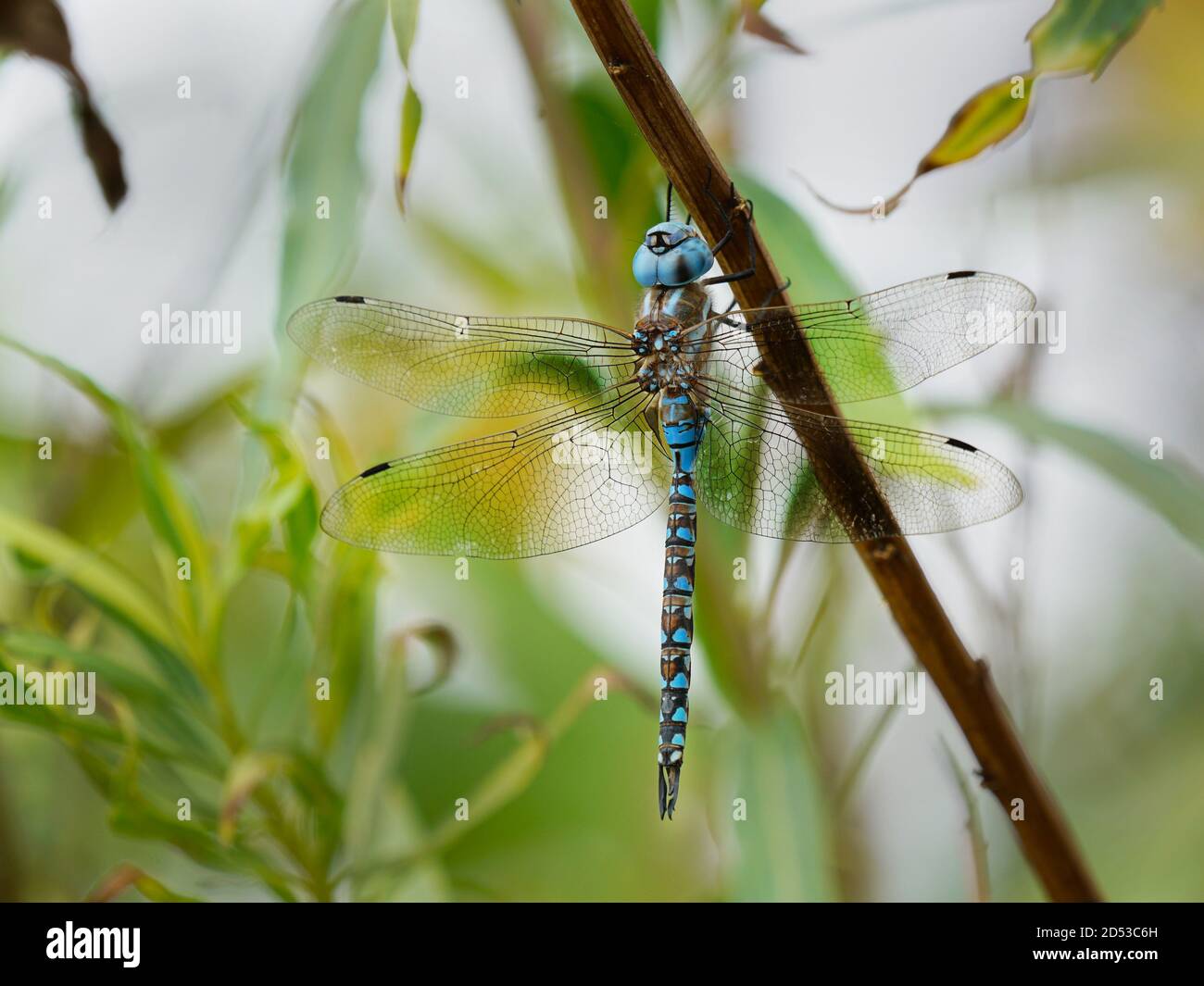 Foto macro di una libellula blu Darner. Foto Stock