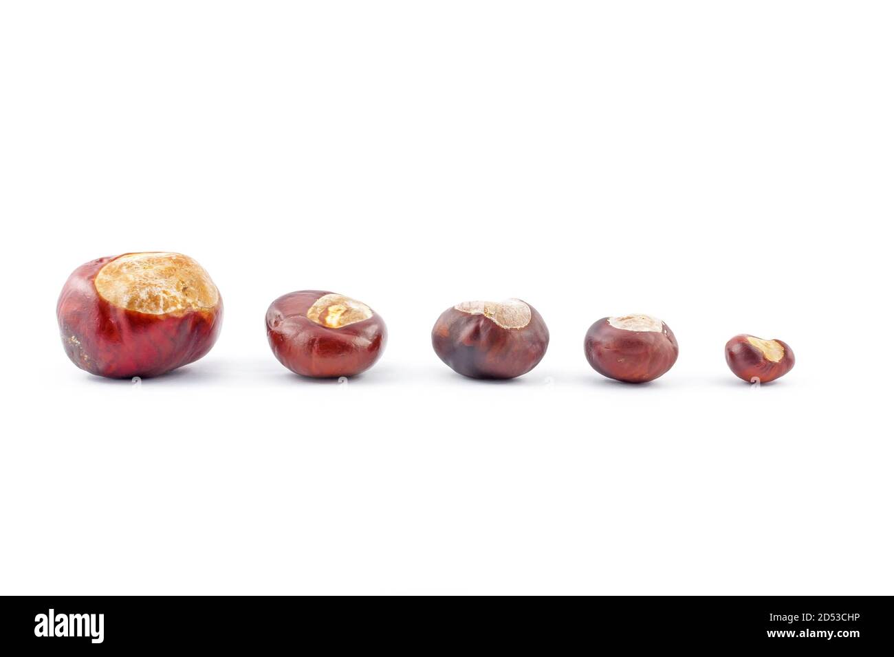 Cinque castagne (Aesculus hippocastanea), ordinate in base alle dimensioni, giacciono in fila, isolate su uno sfondo bianco. I frutti autunnali brillano e. Foto Stock
