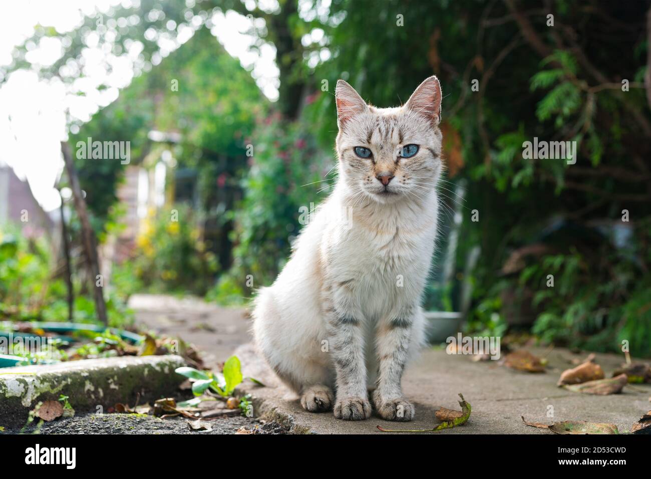 Gatto grigio con gli occhi blu sulla strada. Foto di alta qualità Foto Stock