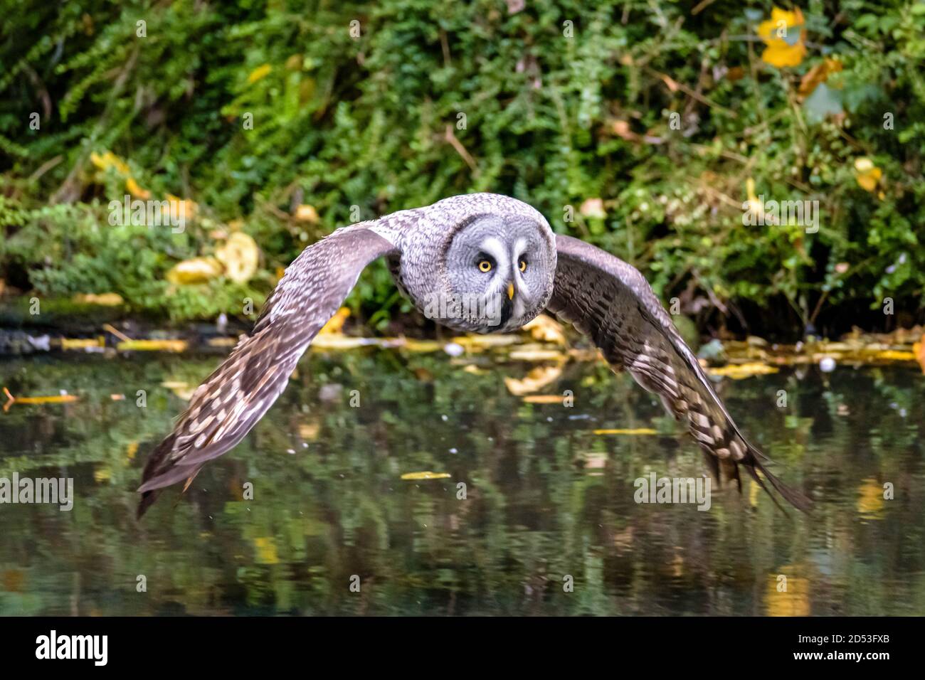 Il grande gufo grigio o grande gufo grigio (Strix nebuulosa) è un gufo molto grande, documentato come la più grande specie di gufo del mondo per lunghezza. Foto Stock