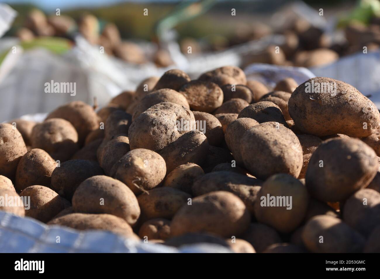 Sacchi di patate visti nella provincia di Soria, nel nord della Spagna. Foto Stock
