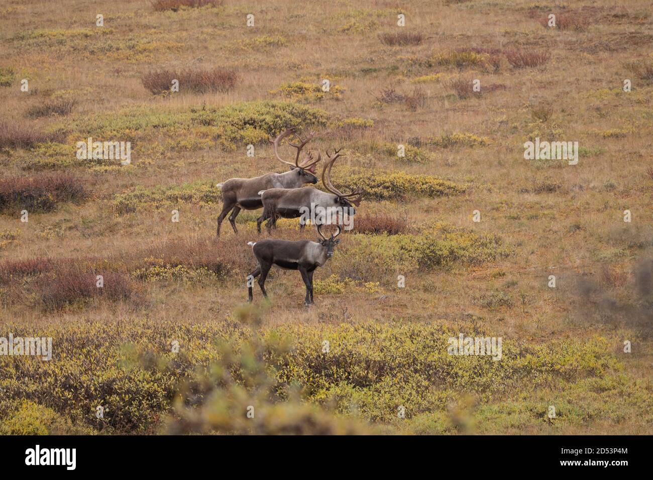 Caribou Coffee Company nel Parco Nazionale di Denali Foto Stock