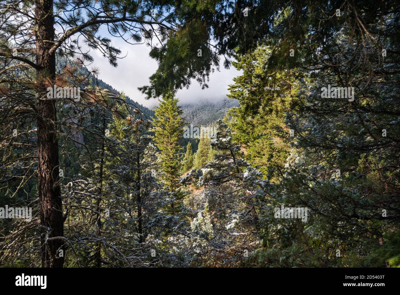Storm Castle Peak Trail nella Custer Gallatin National Forest, Montana. STATI UNITI. Torna al concetto di natura. Foto Stock
