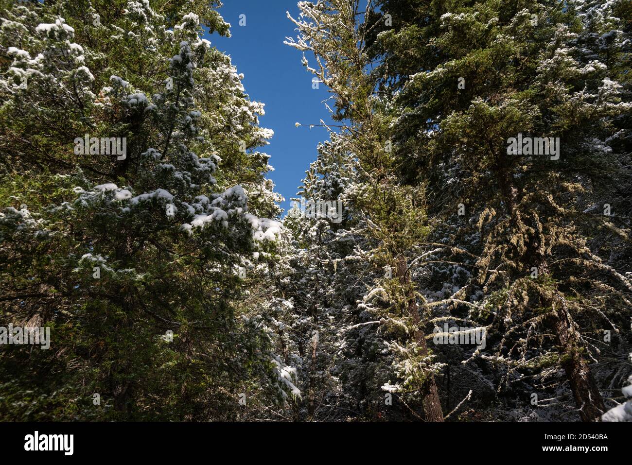 Storm Castle Peak Trail nella Custer Gallatin National Forest, Montana. STATI UNITI. Torna al concetto di natura. Foto Stock