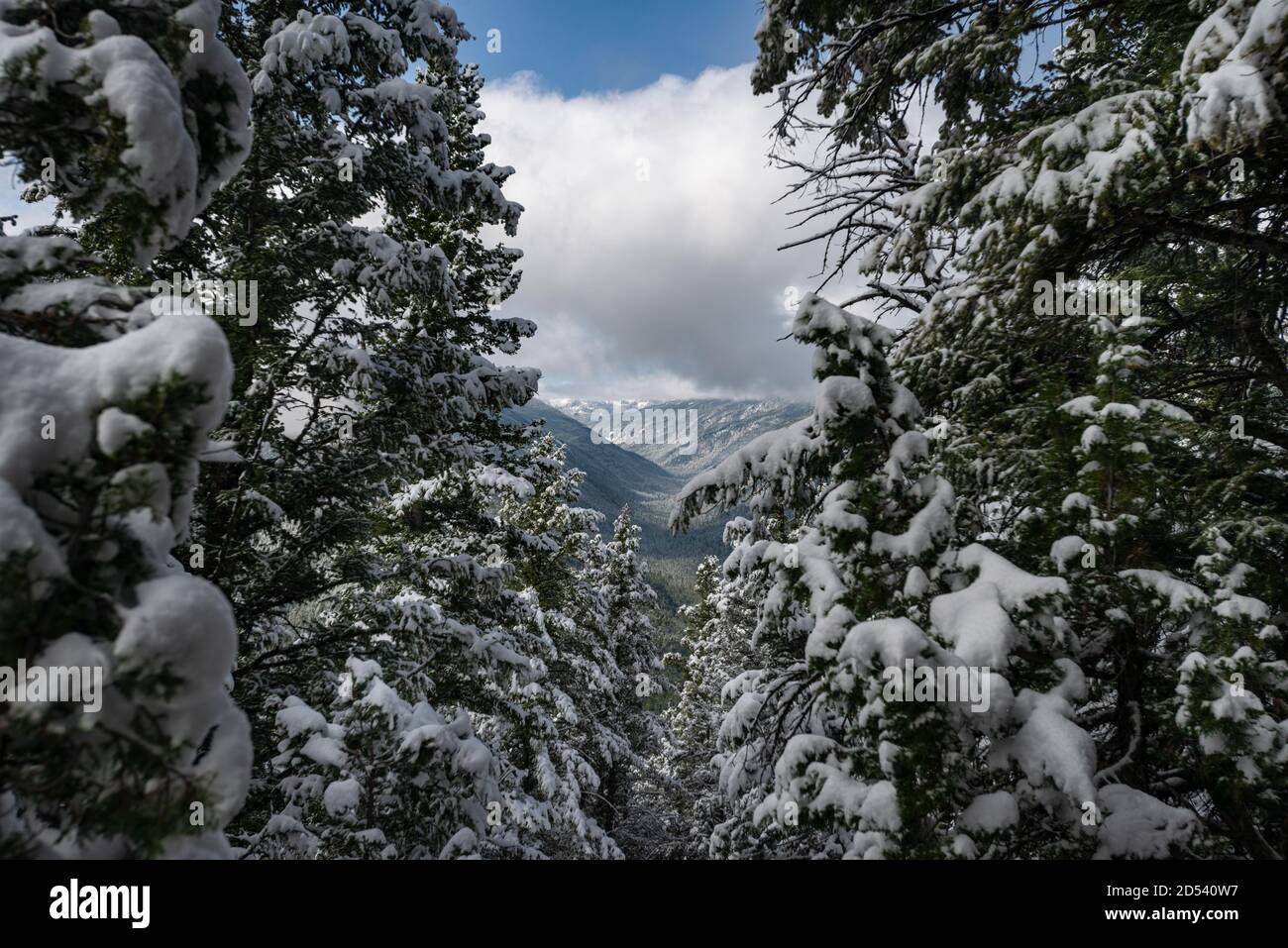 Storm Castle Peak Trail nella Custer Gallatin National Forest, Montana. STATI UNITI. Torna al concetto di natura. Foto Stock