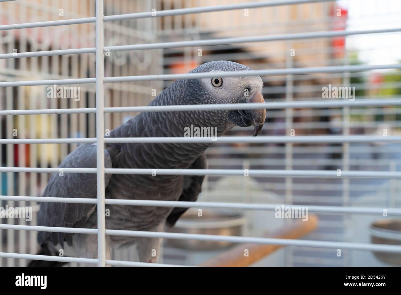 Pappagallo grigio che guarda fuori dalla gabbia. Foto Stock