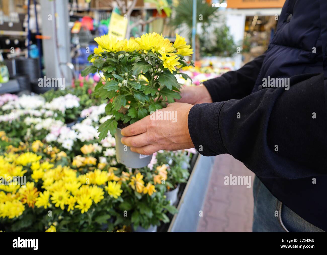 le mani dell'uomo tengono una pentola di fiori in un negozio di fiori. Foto Stock