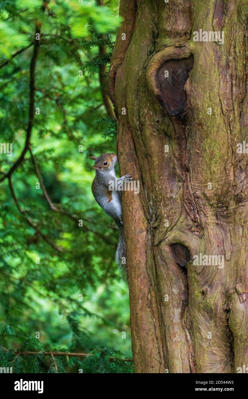 Graues Eichhörnchen - Plage im Pittencrieff Park a Schottland Foto Stock
