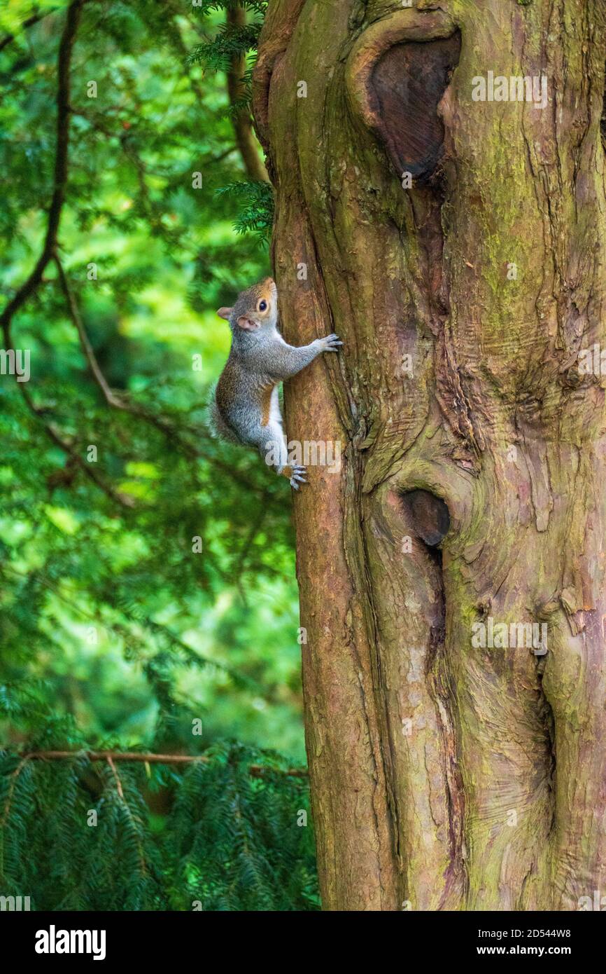 Graues Eichhörnchen - Plage im Pittencrieff Park a Schottland Foto Stock