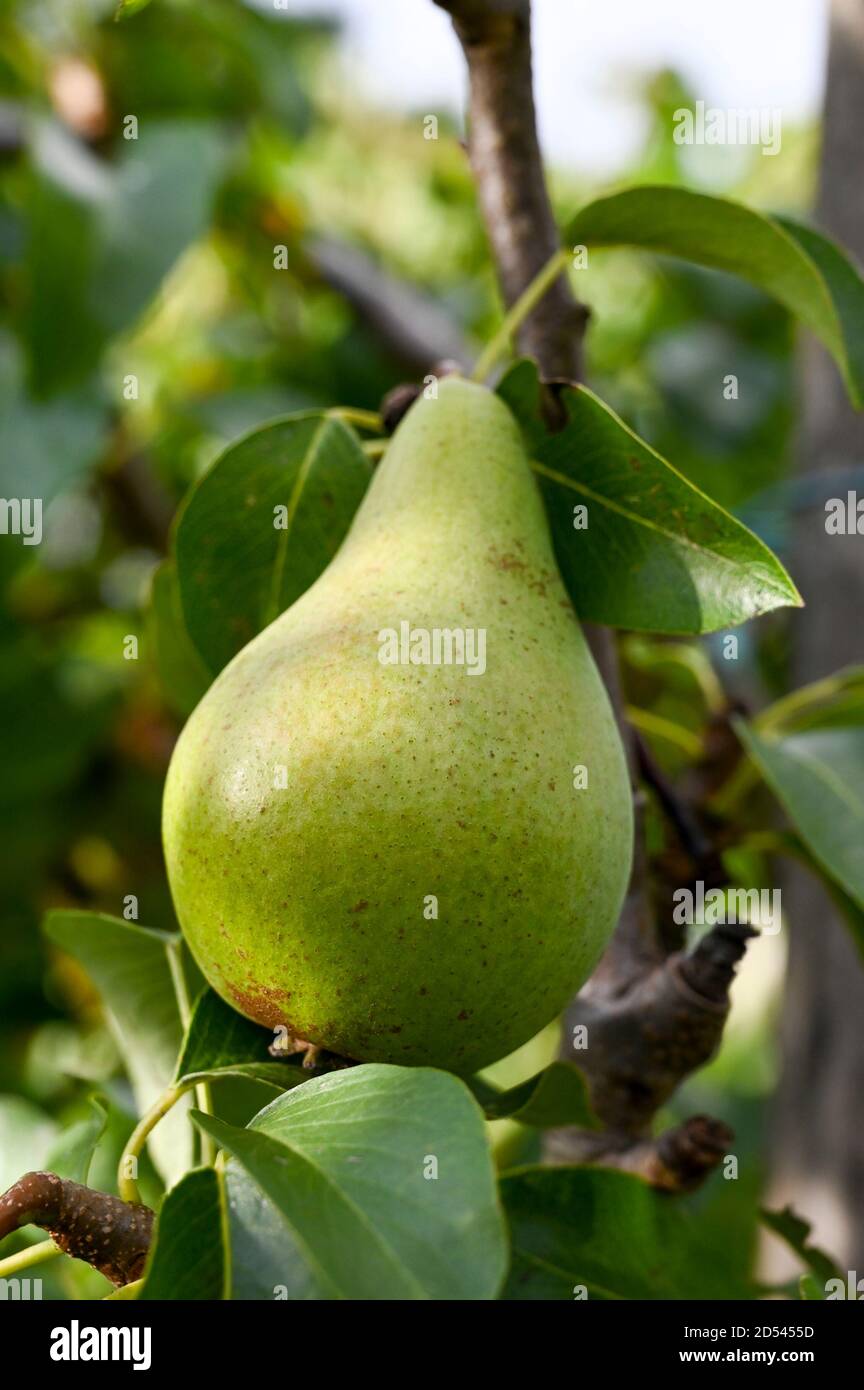 Concorde PEAR (croce tra Conferenza e Doyenne du Comice) che cresce naturalmente. Foto Stock