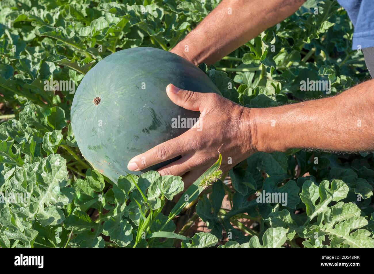 mani di un uomo con un cocomero in un frutteto Foto Stock
