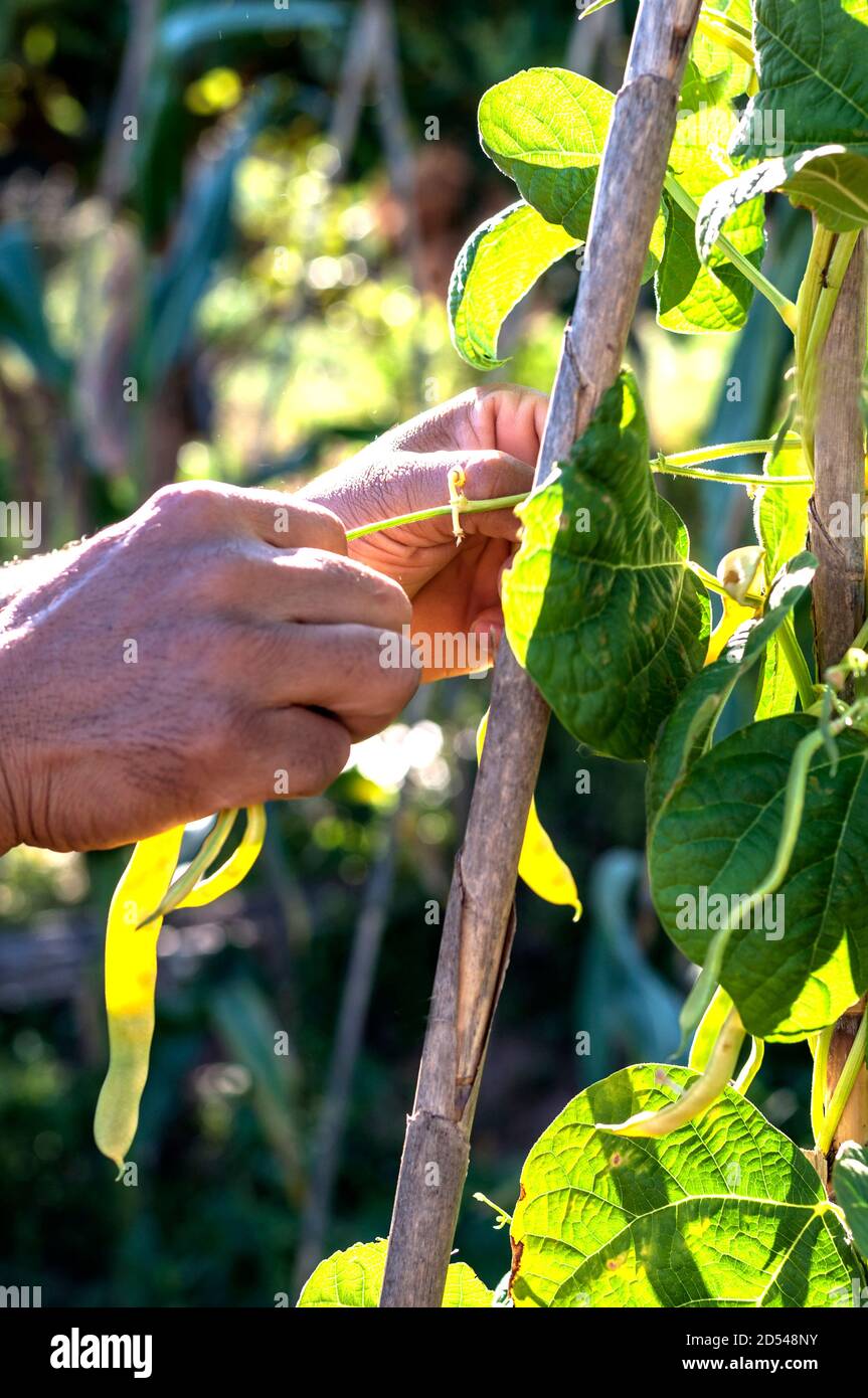 Mani colombiane, nel frutteto. Foto Stock