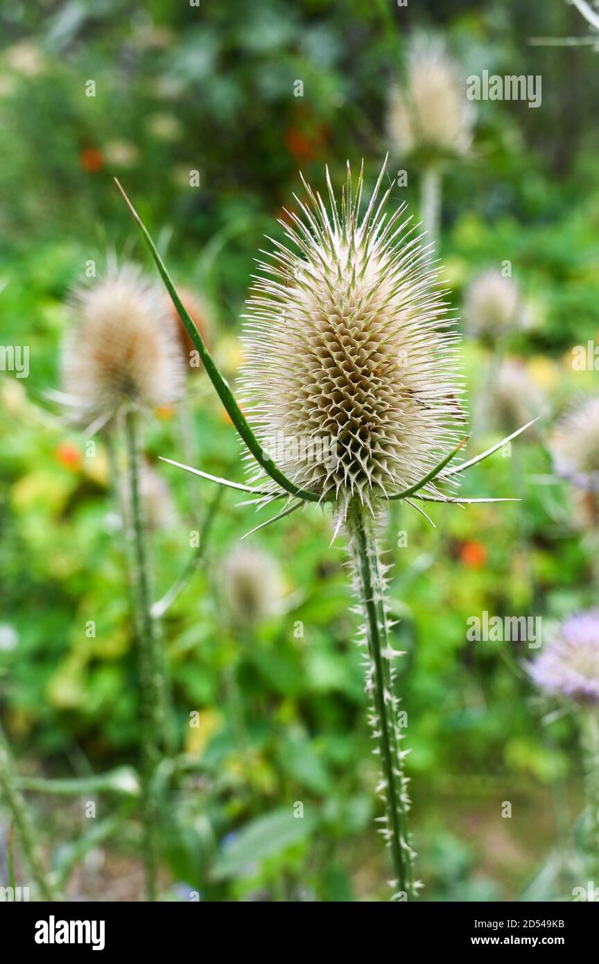 Teasles (dipsacus) con teste di semina che formano. Foto Stock