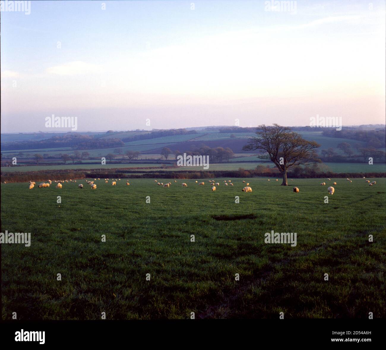 Pascolo di pecore in un campo vicino a Western Barn, Winkleigh, Devon, Regno Unito tardi in un pomeriggio invernale. Fotografato a metà degli anni '80. Foto Stock