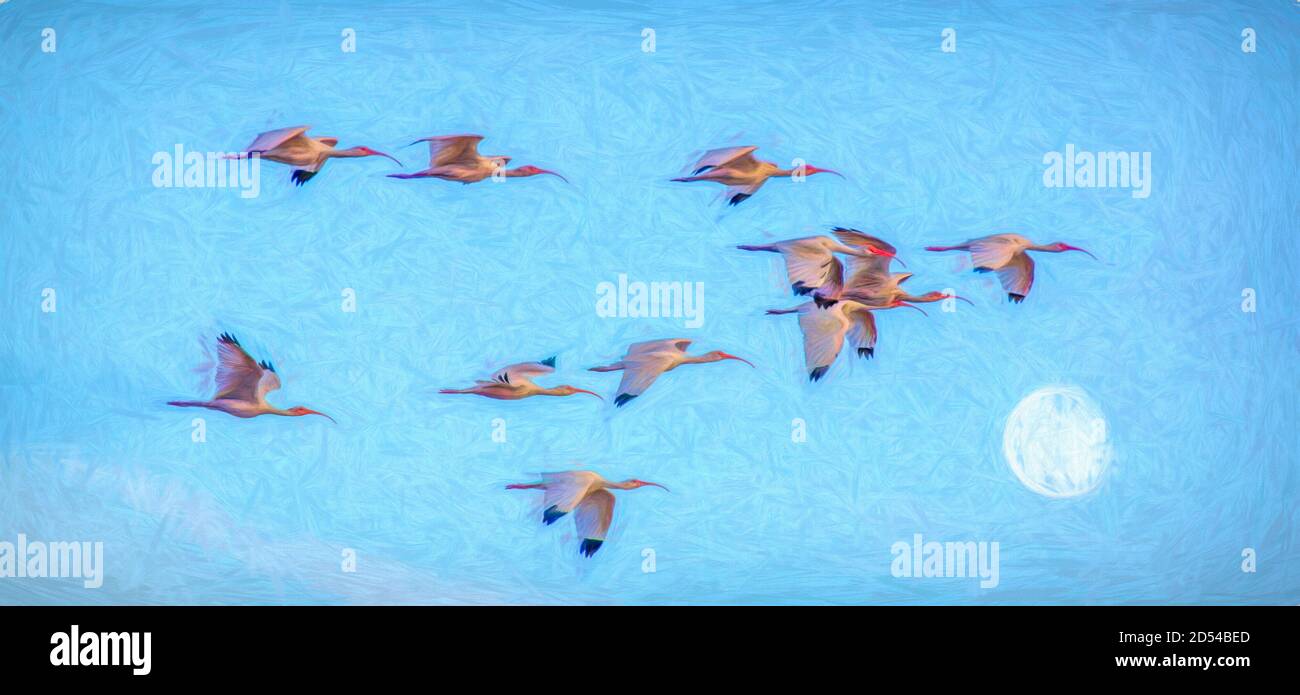 Un gregge di uccelli sta volando insieme nel luminoso Cielo blu Foto Stock
