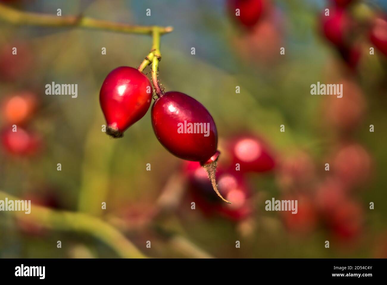 Macro vista della bella caduta rosa fianchi frutta su caldo sfondo autunno, Marlay Park, Dublino, Irlanda Foto Stock