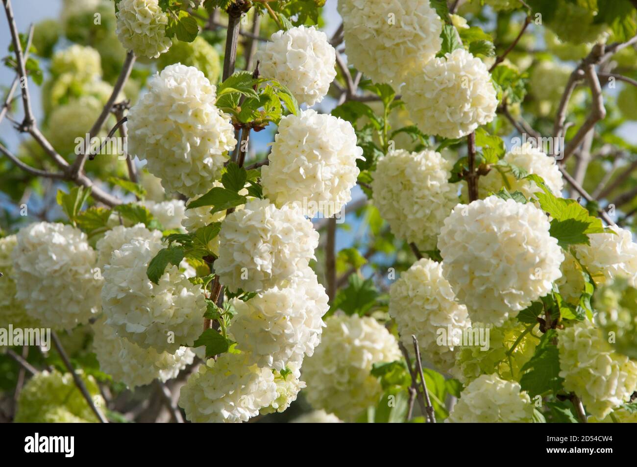 Viburno rose, viburnum opulus, pompon o snowball tree, Nativi Nord Europa Foto Stock