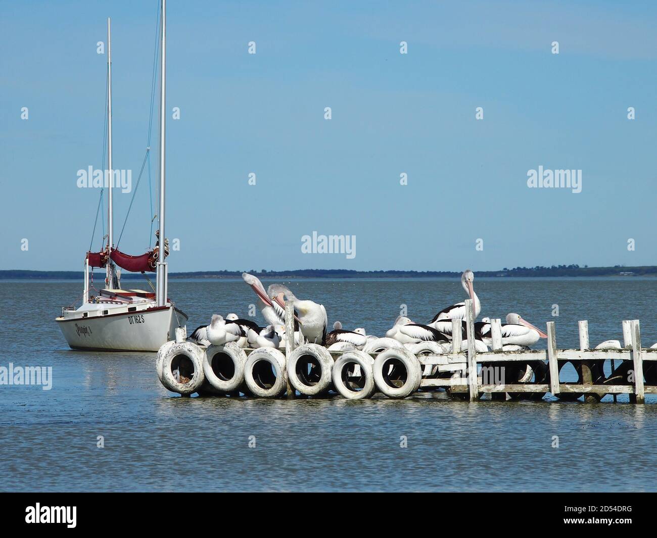 Pellicani australiani, Milang, Australia meridionale Foto Stock