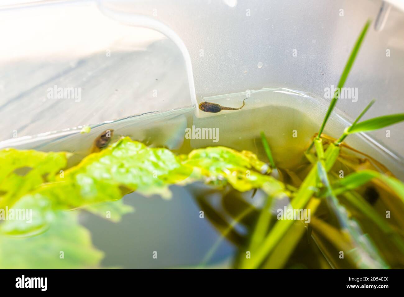 Closeup di trefrog tadpoli nuotare in acquario esterno con verde foglie di lattuga per cibo e piante Foto Stock