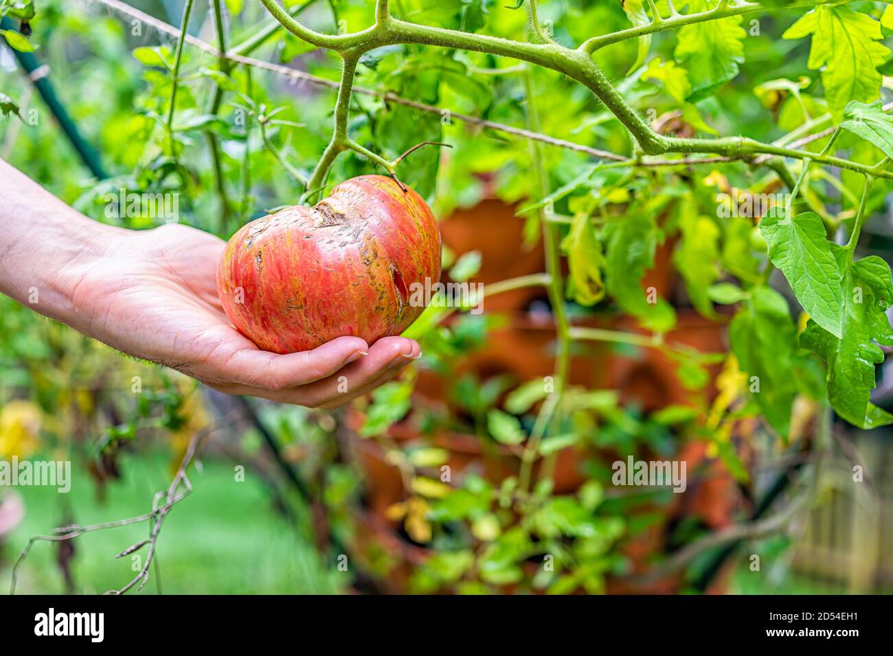 Macro closeup di mano che tiene grande maturo Heirloom rosso striato pomodoro appeso crescere su pianta vite in giardino contenitore verticale torre giardino Foto Stock