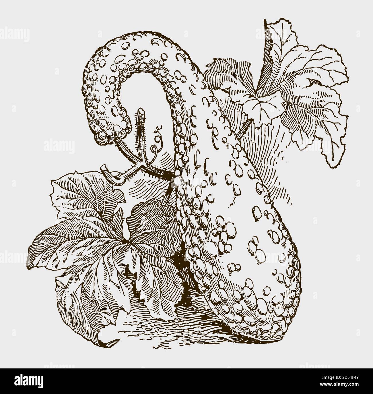 La zucca di Crookneck che cresce a terra. Illustrazione dopo un'incisione antica del 19 ° secolo Illustrazione Vettoriale