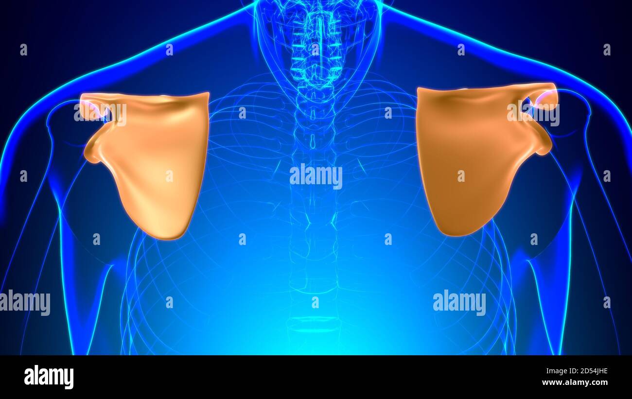 Anatomia scheletrica umana Scapula Bone 3D rendering for Medical Concept Foto Stock