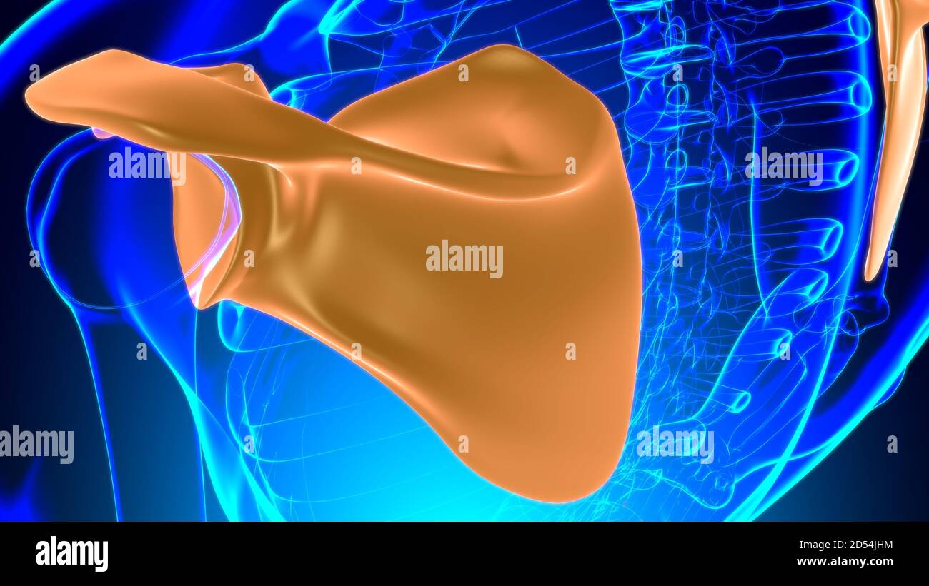 Anatomia scheletrica umana Scapula Bone 3D rendering for Medical Concept Foto Stock