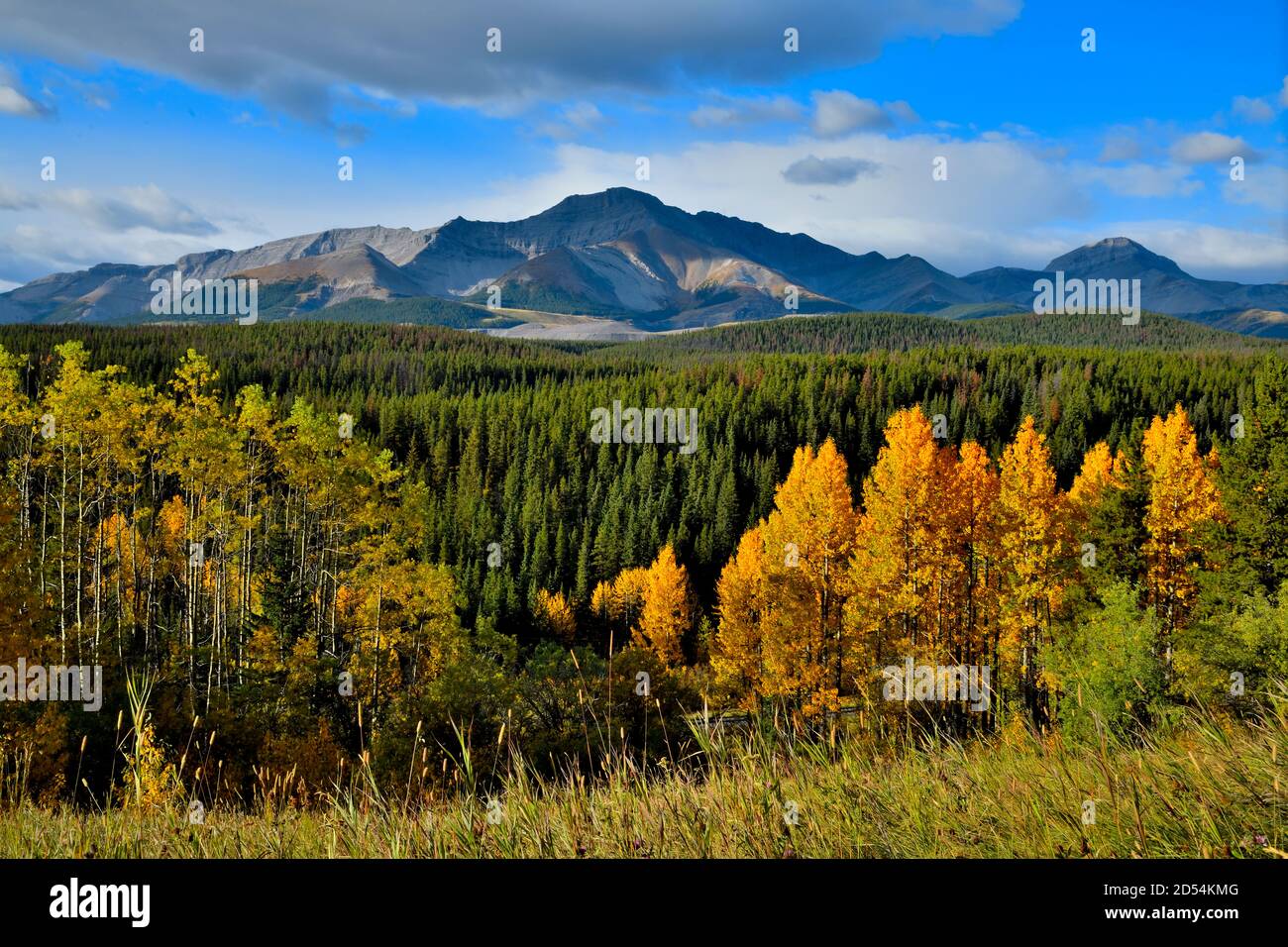 Una bella scena autunnale lungo l'autostrada 40 vicino Cadomin Alberta Canada. Foto Stock