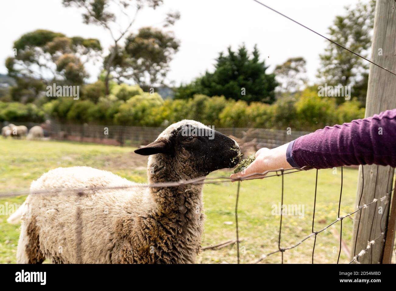 Una mano di persona che alimenta una pecora Foto Stock