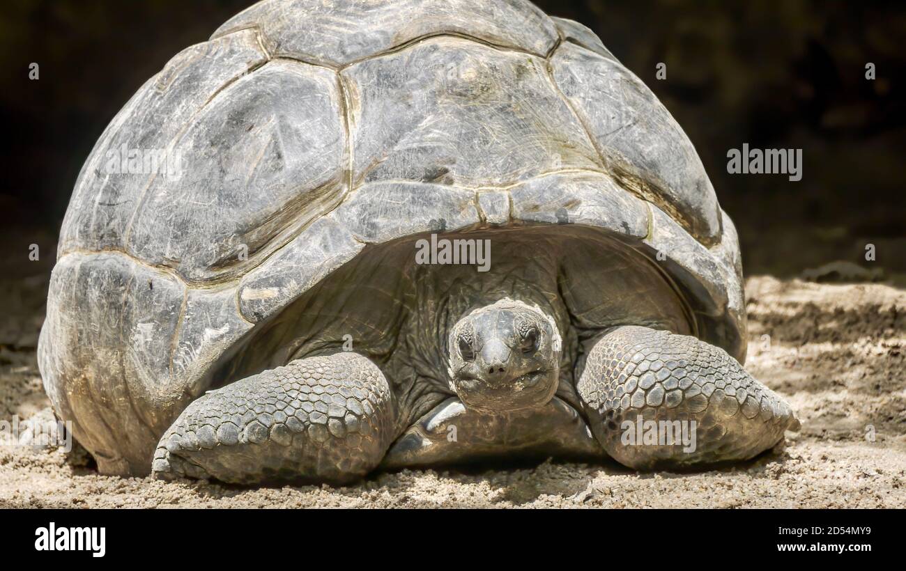 Concentratevi sul volto di una tartaruga gigante di Aldabra, originaria delle Seychelles, che si stende dalla sua conchiglia a forma di cupola mentre si rilassa sulla sabbia. Foto Stock