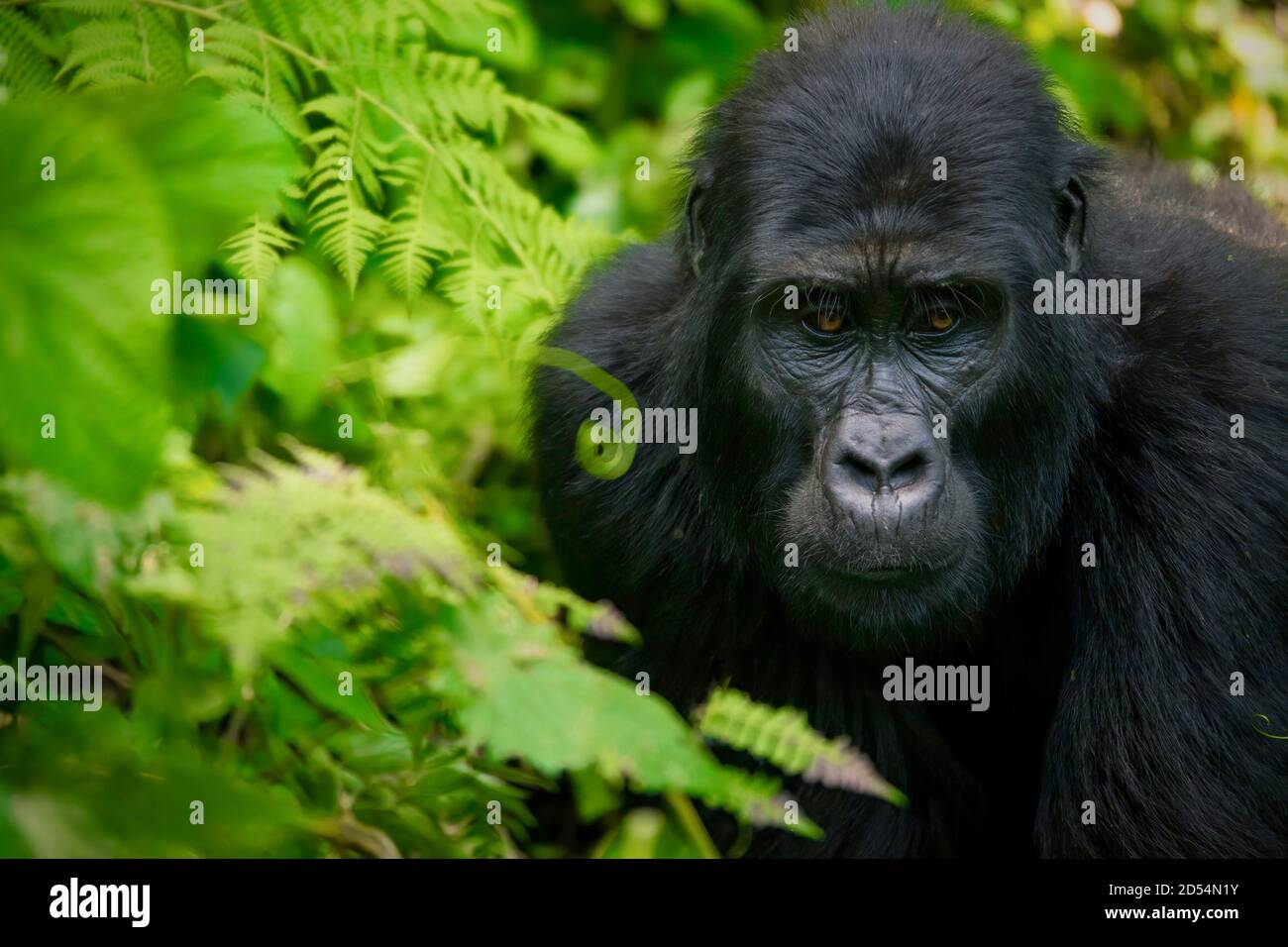 Ritratto di una gorilla femminile di montagna adulta circondata da felci e viti nel suo habitat naturale della foresta impenetrabile di Bwindi in Uganda. Foto Stock