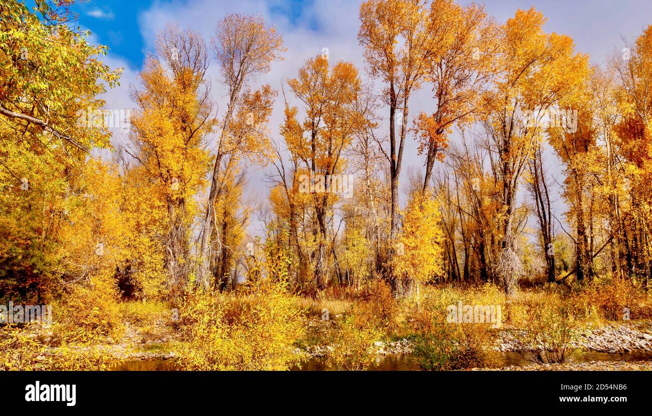 Il bel fogliame d'oro autunnale degli alberi di cottonwood nel Parco Nazionale di Teton, Jackson Hole, Wyoming. Foto Stock