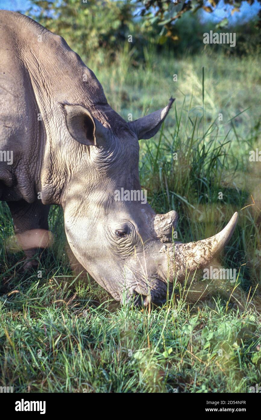 Abokouamekro, Costa d'Avorio. Rinoceronte bianco, CERATOTHERIUM SIMUM. Due rinoceronti bianchi sono stati donati in Costa d'Avorio dal Sudafrica alla fine degli anni '80. Questa è stata fotografata nell'ottobre 1993. Foto Stock