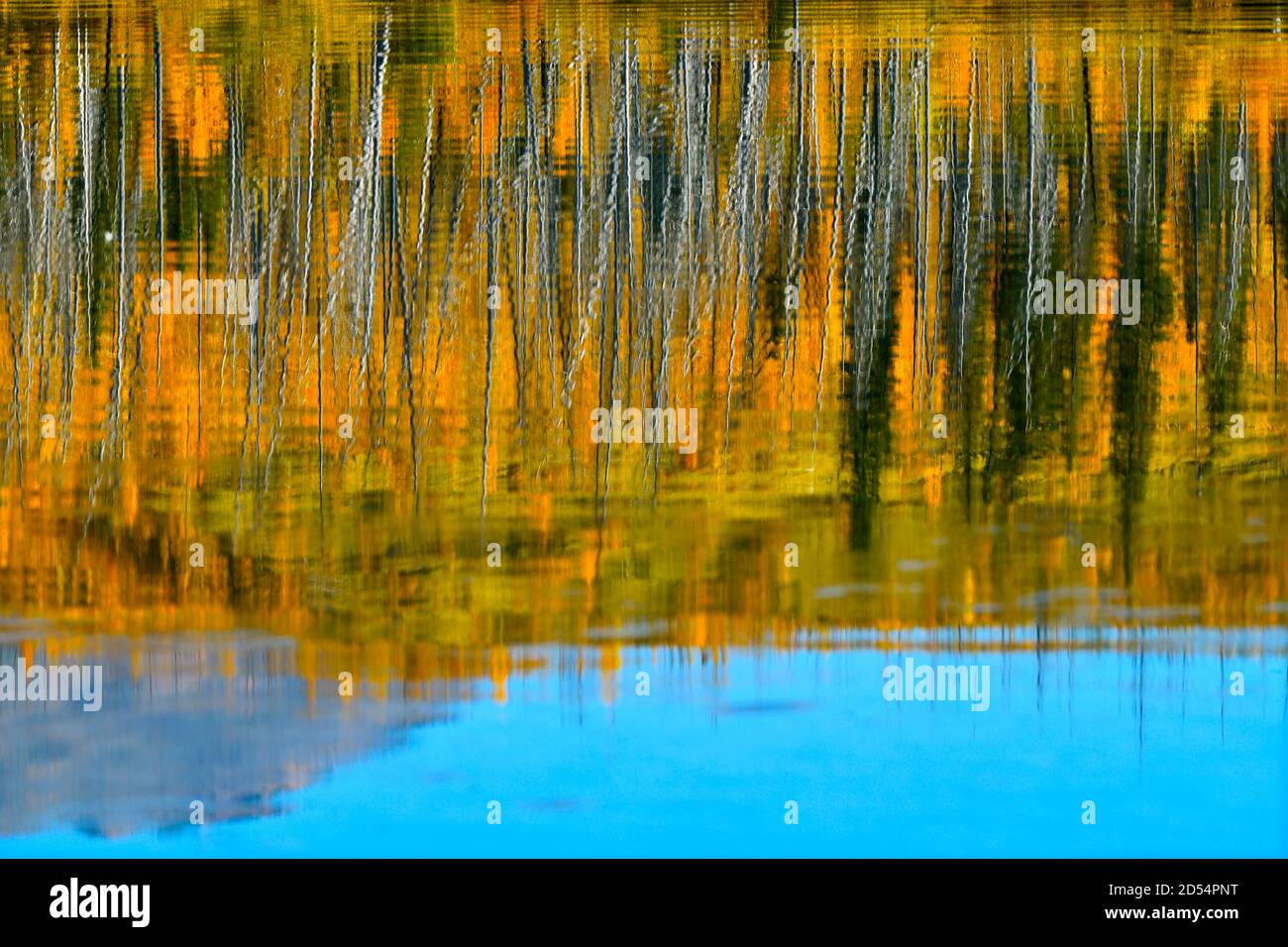 Un'astratta riflessione naturale dei colori autunnali sugli alberi sulla riva del lago Talbot nel Jasper National Park in Alberta Canada. Foto Stock