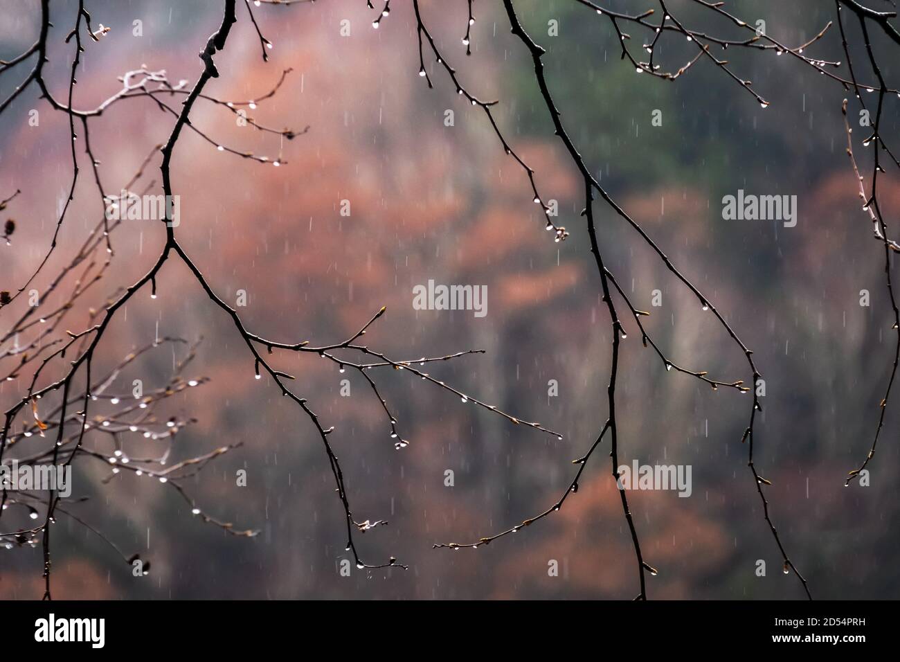 Pioggia nel tardo autunno Foto Stock