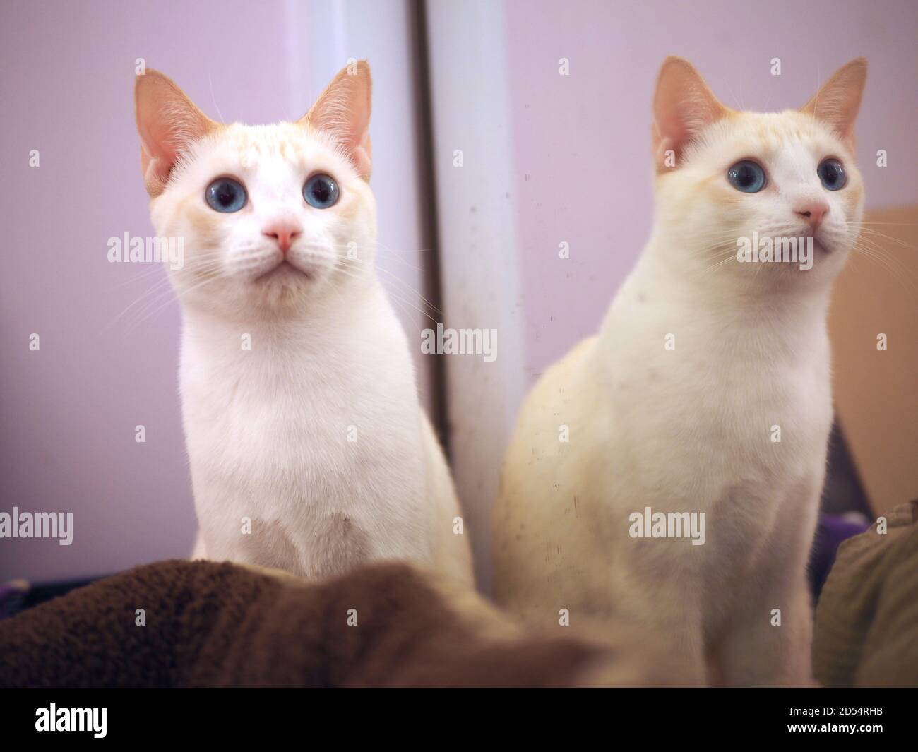 Mitzie il Lamepoint Siamese nello specchio Foto Stock